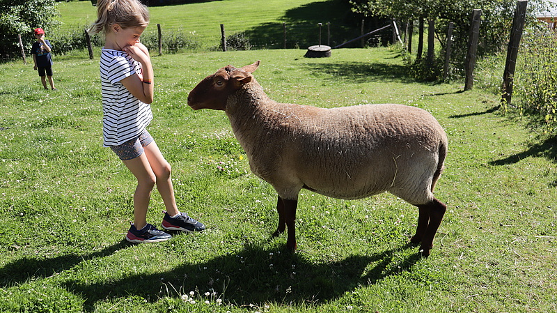 Kühlerbü